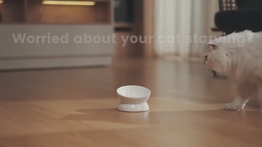 Smart Automatic Cat Feeder